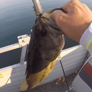 HookOut™ Hook Remover — One Squeeze. Hook Out. Fish Released.